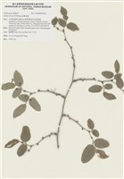 藏品(宜蘭菝葜)的圖片